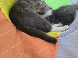 12 week old kittens