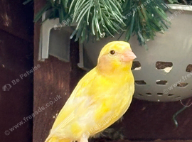 Yellow raza hen canary&rsquo;s
