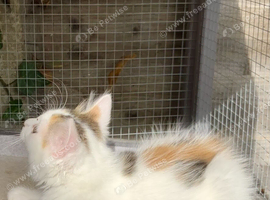 Norwegian forest mix