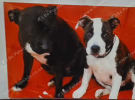 STUD ONLY STAFFY/GOOD DOG OWNERS ONLY I'm not interested much in money but would like to see him have another puppy preferably staffy but would consid
