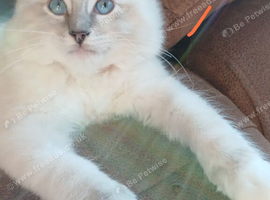 Ragdoll kittens