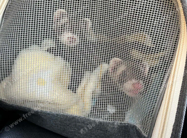 2x Ferrets male and female