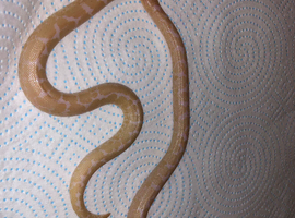 Snow Kenyan sand boa pair Essex for sale