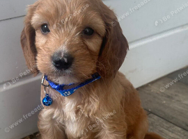 F1cockapoo very playful