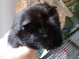 2 mail guinea pigs &pound;25 each