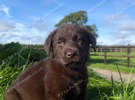 Beautiful Labrador puppies chocolate and yellow