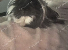 Pure Peruvian beautiful black and white long haired Erick