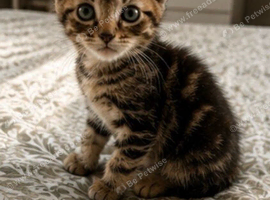 Lovely kittens looking for a new home
