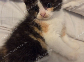 Cute persian kittens  ️