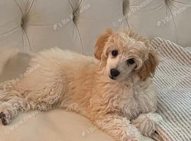 Maltipoo puppy