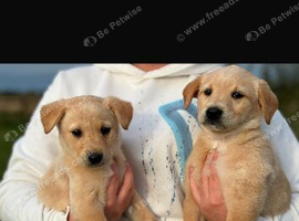 Labrador puppies