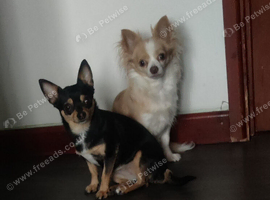 Minnie & Chica looking for new home