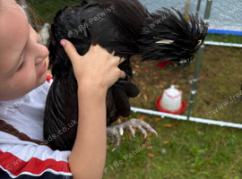 Polish cock
