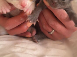 4 beautiful kittens for sale