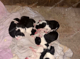Border collie puppies