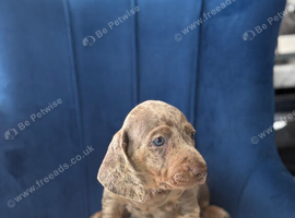 Miniature Dachshund pups