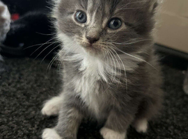 3 beautiful kittens looking for their forever loving home