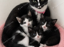 9 week old kittens