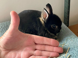 Netherland Dwarf purebred baby Rabbits