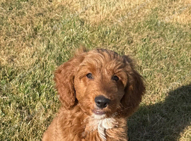 Labradoodles