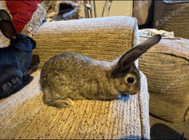 Baby rabbits. Ready now 8 weeks old