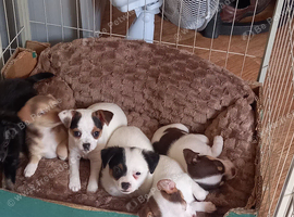 Small chihuahua x small jack Russell puppies