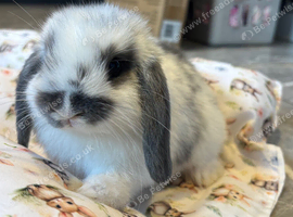 Baby bunnies looking for 5* homes only!