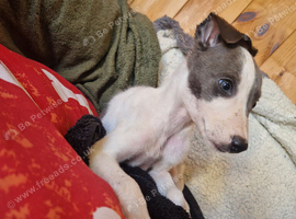 Kc registered whippet pups