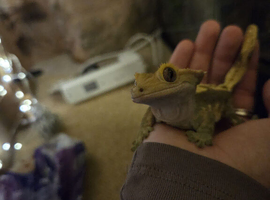 Crested Gecko and custom bioactive enclosure