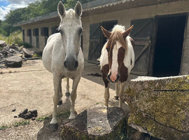 Grey Zangersheide mare
