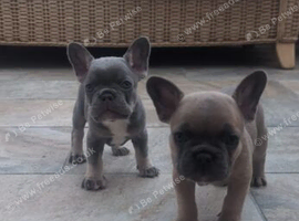 9 Week old - French Bulldog Puppies for Sale