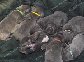 7 Beautiful Blue Staffies