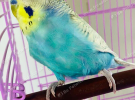 Male opaline budgie