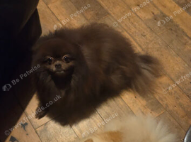 2 pomeranian for sale