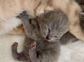 BEAUTIFUL PURE BREED BSH KITTENS