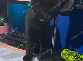 Male Kitten for sale