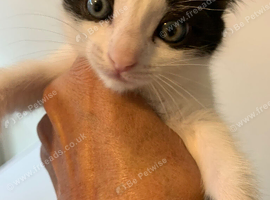 Kittens for sale