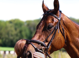 Stunning mare