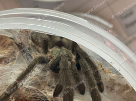 Trinidad chevron tarantula