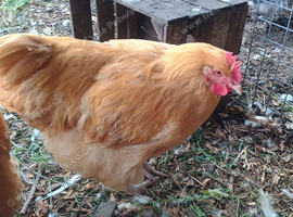 Buff Orpington Cockerel