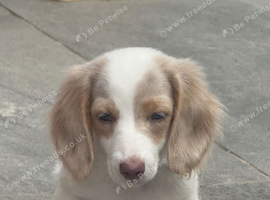 Miniature long haired dachshunds 1 left
