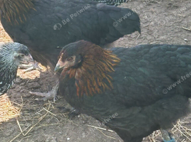 French Black Copper Maran female chickens