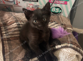 9 weeks old Male kitten