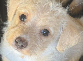 Beautiful f1 jackapoo puppies for sale