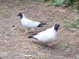 Fancy Highflyer Racing Pigeon