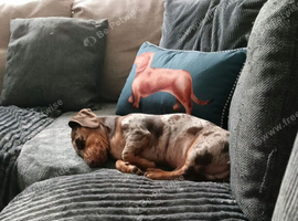 Male dapple Dachshund