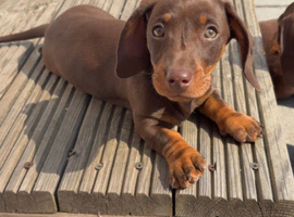 Miniature dachshund, chocolate and tan