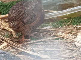 Coturnix quail