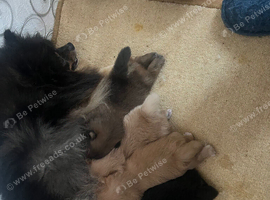 Puppy Pomeranian