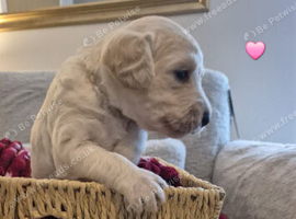 Labradoodle puppies for sale